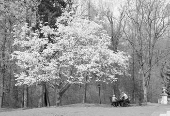 Odpoczynek rodziny w parku pod drzewem. - obrazy, fototapety, plakaty