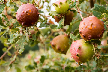 agallas de quejigo