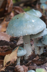 Stropharia caerulea mushrooms