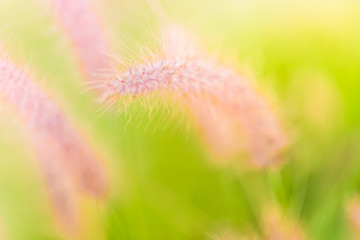 green plant with bright natural green color for background