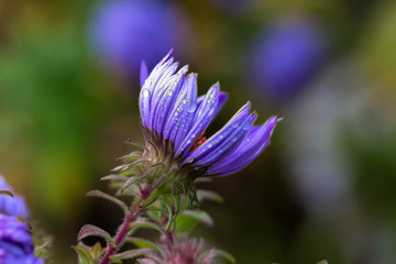 Obraz premium Purple flower with drops