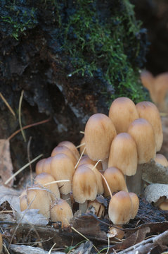 Coprinus micaceus mushroom