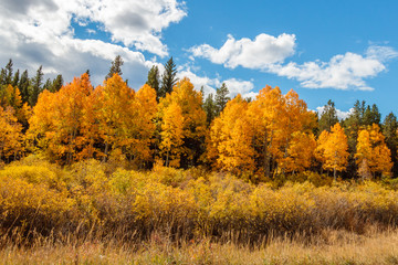 Fototapeta premium autumn landscape with yellow trees and blue sky