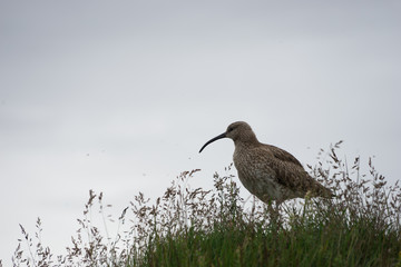 Bekassine (Gallinago gallinago) in isländischer grüner Landschaft am Kerið – Kratersee © tina7si
