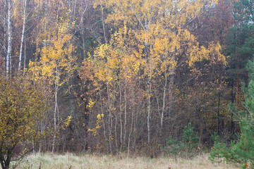 Obraz premium yellow birches in autumn forest