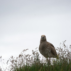 Bekassine (Gallinago gallinago) in isländischer grüner Landschaft am Kerið – Kratersee © tina7si