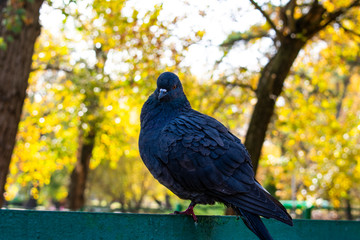 pigeon on the fence