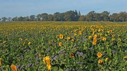 Sonnenblumenfeld mit Phacelia im herbstlichen Reinhardswald
