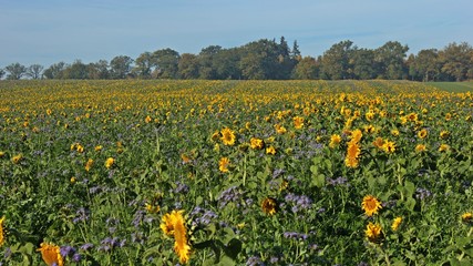 Sonnenblumenfeld mit Phacelia im herbstlichen Reinhardswald
