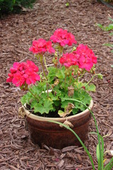 Geranium
