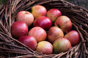 Fresh apples in a nest on concrete
