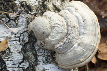 Fototapeta premium Fomes fomentarius tinder fungus, hoof fungus