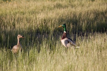 Pair in the Grass