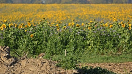 Weiblicher Turmfalke (Falco tinnunculus) frisst eine erbeutete Maus am Rand eines Sonnenblumenfeldes
