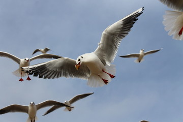 Flight