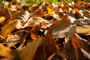 beautiful yellowed leaves in autumn