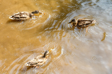A group of brown ducks swimming in a river