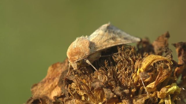 Butterfly hairy insect sits on flowers drinking nectar, macro, background forest, field, garden, Central Europe