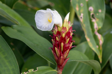 Fototapeta premium Cheilocostus speciosus flower or Crape Ginger.Family name Costaceae (Spiral Ginger) A colorful blooming Crape Ginger flower in the garden.