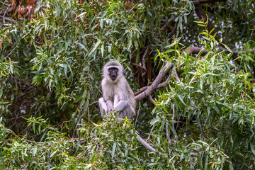 A Cute Vervet Monkey resting 