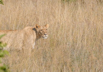 A Portrait of Jungle Queen