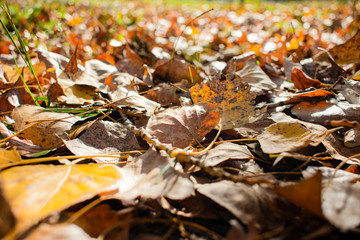 beautiful yellowed leaves in autumn