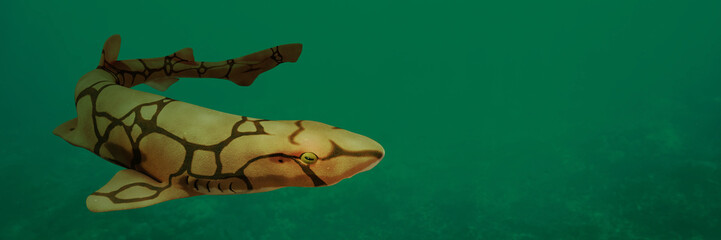 Fototapeta premium chain catshark (Scyliorhinus retifer) a small biofluorescent and reticulated shark in open water