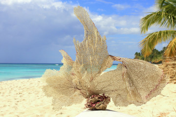 fancy coral on the beach