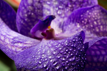 Orchid flower with water droplets blurring close-up 