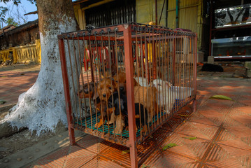 Fototapeta na wymiar Small dogs locked in a cage.