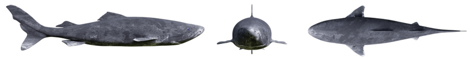 Obraz premium Rekin grenlandzki na białym tle, Somniosus microcephalus w różnych widokach