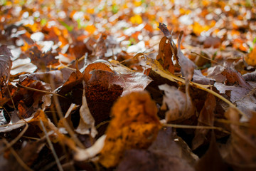 beautiful yellowed leaves in autumn