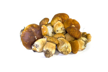 Raw mushrooms collection. Cep isolated on white