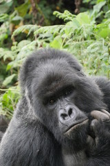 Nachdenklicher Silberrücken Berggorilla männlich Portrait Gesicht