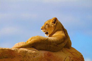 Lionne