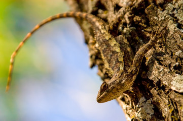 Obraz premium Texas Spiny Lizard