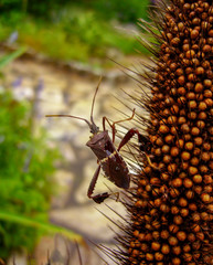 Leaf-Footed Bug