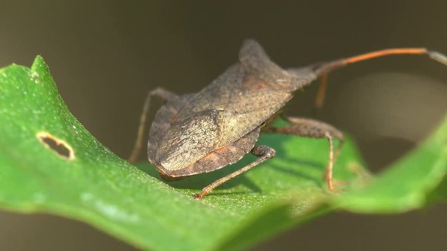 Insect macro 4k. Hemiptera is genus of true bug sucking juice on green leaf. Close up shield bug