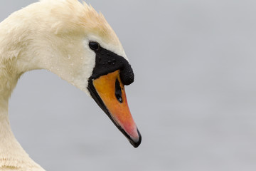 A portrait of a mute swan (Cygnus olor) that is drinking water. With water still dripping of its feathers and beak.