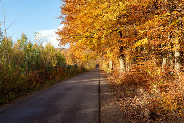 Road in beautiful autumn forest. Kashubia, northern Poland.