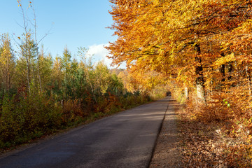 Road in beautiful autumn forest. Kashubia, northern Poland.