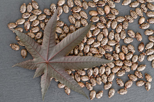 Wunderbaum - Blatt und Samen (Ricinus communis)