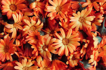 calendula dried flowers herbs or marigold scattered, top view, selective fosuc