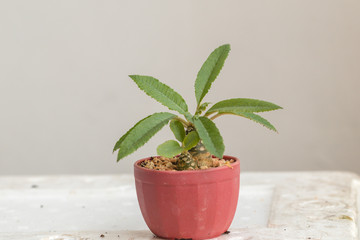 Close up Dorstenia Foetida, a succulent plant in a pot.