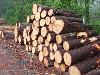 Panorama of freshly-cut trees of a mountain forest on the background of trees covered with green foliage.