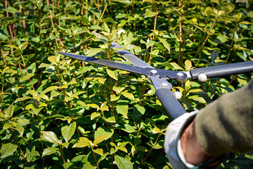 gardener cutting hedge with scissor, winter pruning