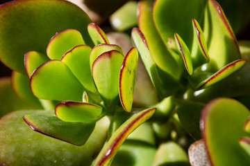 planta suculenta
