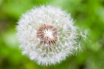 The dandelion was covered down in the summer.