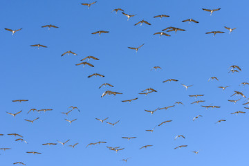 Massive Flock of Sandhill Cranes During the Annual Migration Near Monte Vista, Colorado