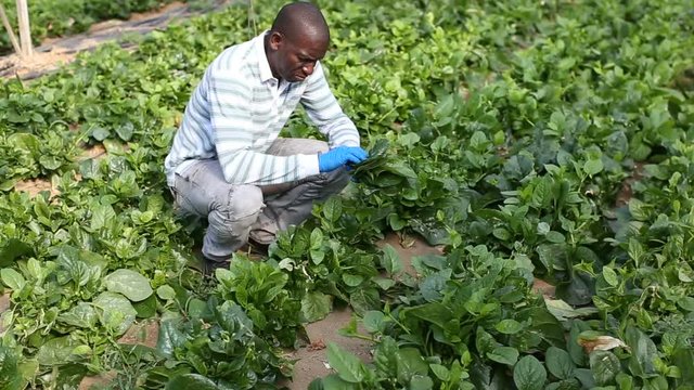 Successful African-American farmer working in greenhouse, engaged in cultivation of organic Malabar spinach